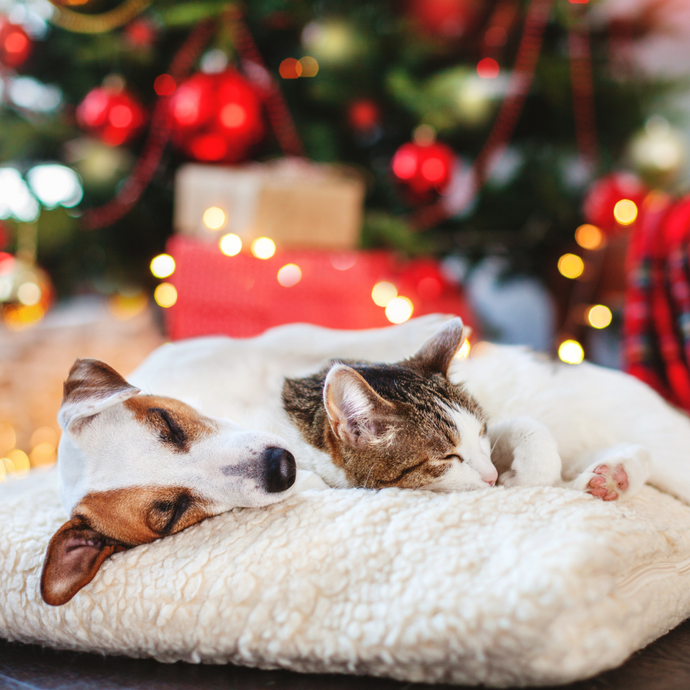 Pet Safety Tips for Christmas and New Year