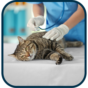 Online Class: Common Canine and Feline Diseases