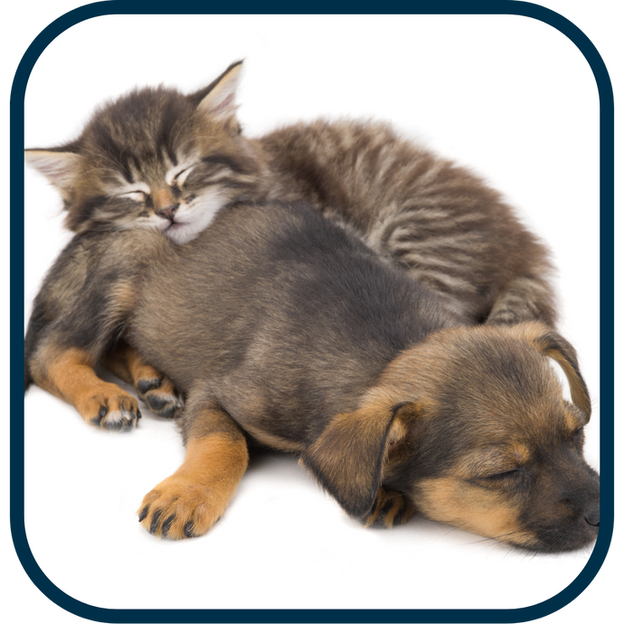 Online Class: Caring for Puppies and Kittens